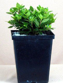 Rukisan Miniature Azalea Pre Bonsai   Indoors or Out   4" Pot  Azalea Plants  Patio, Lawn & Garden