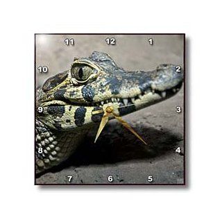 3dRose dpp_9939_1 Wall Clock, Baby Alligator, 10 by 10 Inch  