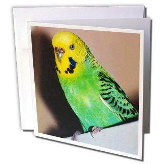 gc_929_1 Birds   Budgie Parakeet   Greeting Cards 6 Greeting Cards with envelopes 