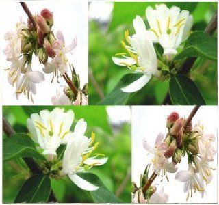 10 Fragrant Winter Honeysuckle Bush, Lonicera fragrantissima Seeds Hardy Z 4   9  Flowering Plants  Patio, Lawn & Garden