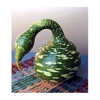Speckled Swan Gourd 10 Seeds   For Arts & Crafts  Vegetable Plants  Patio, Lawn & Garden