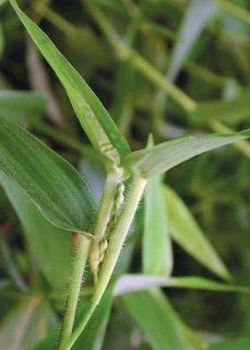 Deer Tongue Grass (Panicum clandestinum), 500 Certified Pure Live Seed, True Native Seed  Grass Plants  Patio, Lawn & Garden