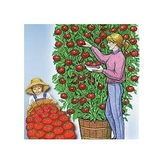 Hinterland Trading Rare Italian Tomato Tree  Grows up to 25 Feet Tall Trip  L Crop 30 Seeds  Vegetable Plants  Patio, Lawn & Garden