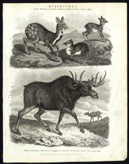 Antique print NATURAL HISTORY ELK MOSCHUS JAVA TIBET MUSK GUINEA Rees 1820   Etchings Prints