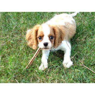Zoe Puppy 6.6 Ounce Treat Sticks, Large  Pet Rawhide Treat Sticks 