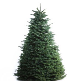 7 ft to 8 ft Fresh Cut Noble Fir Christmas Tree