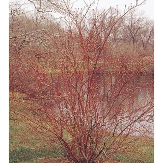 3.63 Gallon White Red Twig Dogwood (L5979)