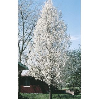 3.74 Gallon Cleveland Select Flowering Pear (L5397)
