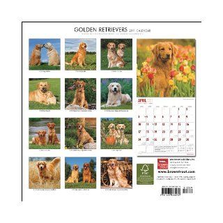 Golden Retrievers 2011 Square 12X12 Wall Calendar BrownTrout Publishers Inc 9781421663272 Books