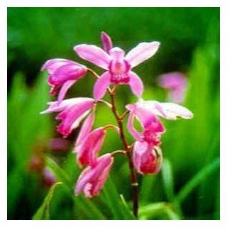 Pink Chinese Ground Orchid Bulb   Bletilla   Very Hardy Grocery & Gourmet Food