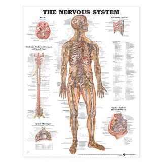 The Nervous System Anatomical Chart Laminated