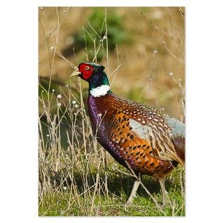 Ring necked Pheasant Invitations by ADMIN_CP_GETTY35497297