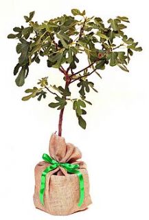 fig tree  ficus carica by trees direct