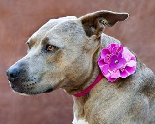 floral dog collar by long paws