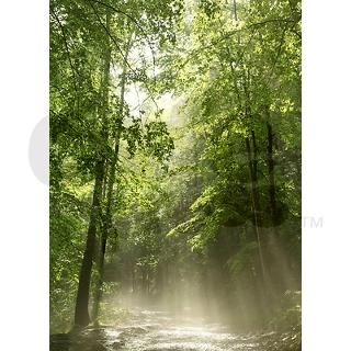 Spring Forest Mist Curtains by FantasyArtDesigns