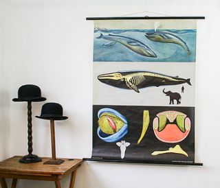 vintage school chart 'whale' by bonnie and bell