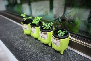 grow a herb capsule pots by beecycle