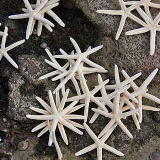 mini starfish pack by buy the sea