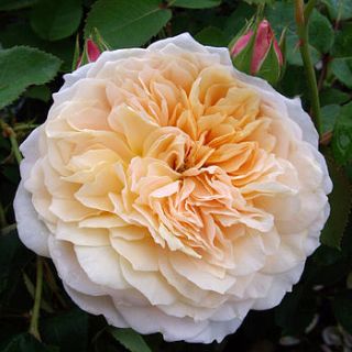 scented gift rose english garden by giftaplant