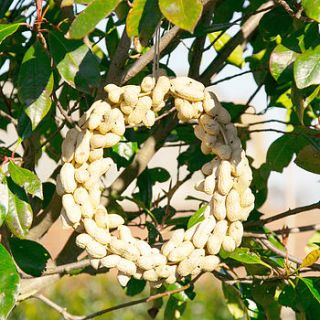 garden peanut wreath by dibor