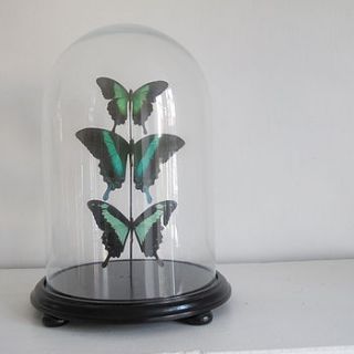vintage style glass dome with butterflies by anderson masters