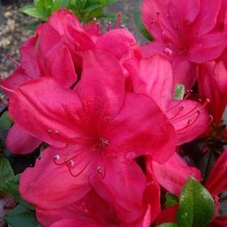 evergreen plant gift azalea mother's day by giftaplant