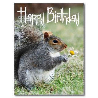 Squirrel with Daisy Happy Birthday Postcard