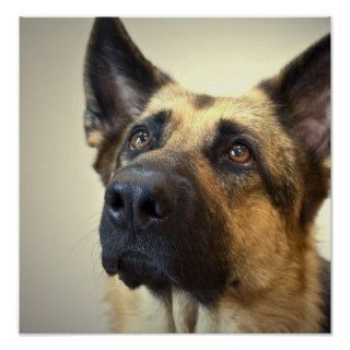 German Shepherd Dog Poster