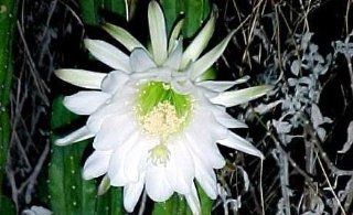San Pedro Cactus 15 Seeds   Trichocereus pachanoi  Succulent Plants  Patio, Lawn & Garden
