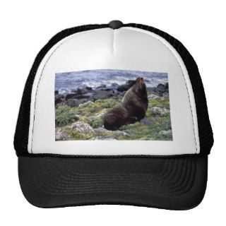 Northern fur seal hat