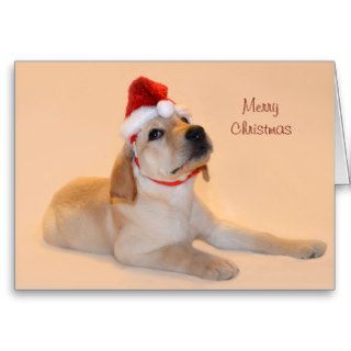 Merry Christmas   Yellow Lab Cards