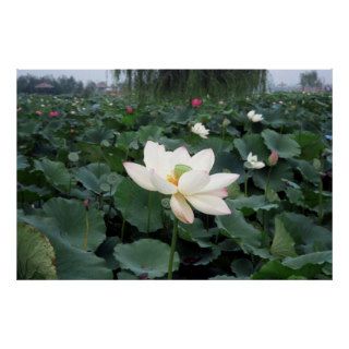 Chinese Water Lily Print