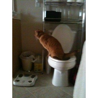 Cat Toilet Training System By Litter Kwitter   Teach Your Cat to Use the Toilet   With Instructional DVD  Litter Boxes 