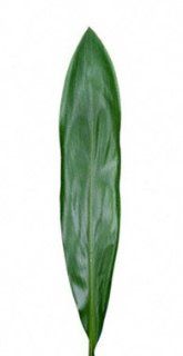 Ti Leaves (Cordyline) Green large  Fresh Cut Format Mixed Flower Arrangements  Grocery & Gourmet Food