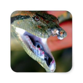 Anaconda snake jaws open exposing large fangs stickers