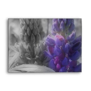 Purple Lupine Flowers In Black And White Envelopes
