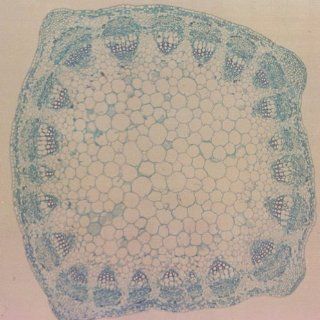 Alfalfa Stem, c.s., 12 µm Microscope Slide