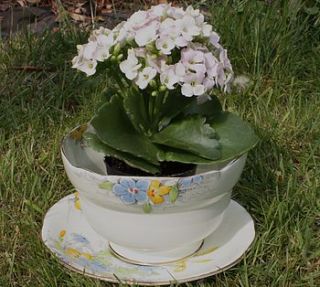 vintage planter   paragon flowers by the vintage tea cup