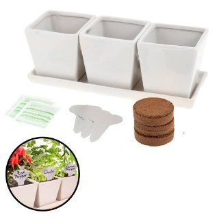 Buzzy Kitchen Spices Grow Kit Gardening Starter Seeds Indoor 3 Ceramic Pots Tray Grocery & Gourmet Food