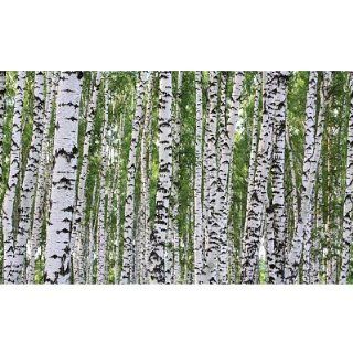 (99x164) Forest of Birch Trees Huge Wall Mural   Wall Borders