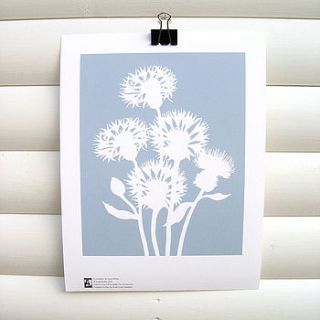 cornflower botanical mounted fine art print by kitzieg