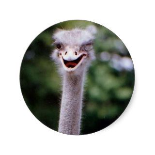 Ostrich Winking   Funny Sticker