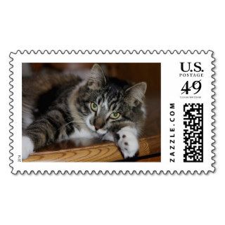 Zorro Kitty Hug Stamps