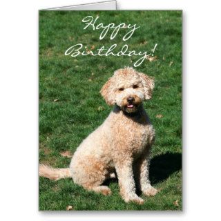 Happy Birthday Mini Goldendoodle greeting card