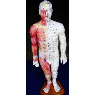 Model Anatomy Professional Medical Acupuncture Muscle Male 55cm 22" IT 119 ANGELUS