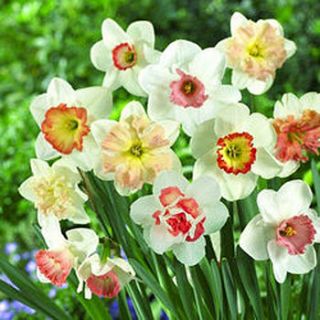 bag of ten mixed pink daffodil bulbs by ellen mary gardening