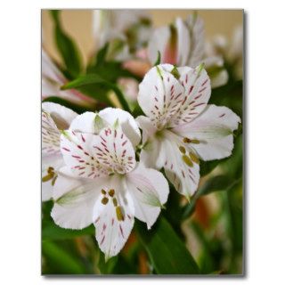 Alstroemeria White and Pink Flower Post Card Post Cards