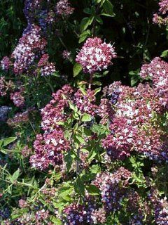 Purple Oregano Herb   Good Scents/Good Groundcover   4" Pot  Herb Plants  Patio, Lawn & Garden