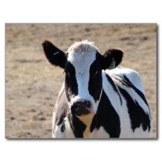 Black and white cow postcards