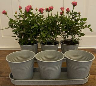 tray of three zinc flower pots by simply roses